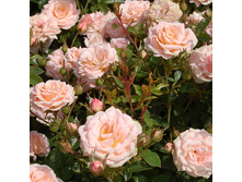 Rosa miniature Peach Clementine.jpg