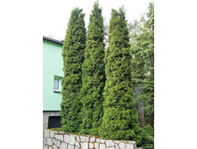 81,4���. ��� Thuja occidentalis Columna_P9 20-25.jpg
