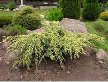 86,7���. ������������ Juniperus squamata Holger_P9 12-15.jpg