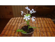 ��������� �������