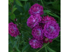 Rosa climbing Perennial Blue.jpg