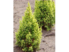 181,7���. ������������ Juniperus pingii Hulsdonk Yellow_P10,5 rond.jpg