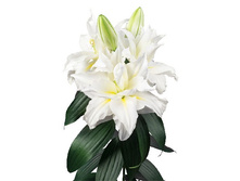 57,68���. ����� ROSELILY ������(�������� ���� �� 5 ��., ����������� ����� 1��.)���17.jpg