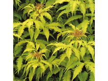 179���. ������ ������� ������� �����.jpg