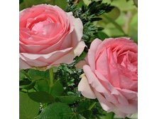 Rosa park First Lady.jpg