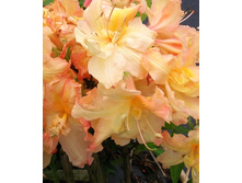 310���. ������ Knapp Hill ������ �������.jpg