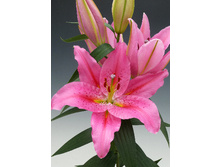 29,32���. ����� �������(��� 5 ��. ���������� �� 2��.)���16.jpg