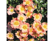 Rosa patio Bienenweide Apricot.jpg