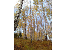 IMG 20161016 130117.jpg