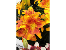 29,84���. ����� ����� ������(��� 5 ��. ���������� �� 2��.).jpg