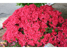 ������ ������ ���-136