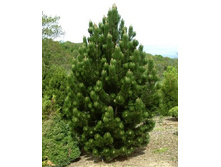 424,6���. ����� Pinus heldreichii Satellit (������ 1,5�)