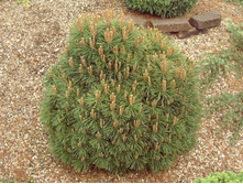 403,5���. ����� Pinus uncinata Hnizdo (������ 1,5�)