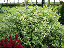 ����� ����� ��������-135�.jpg