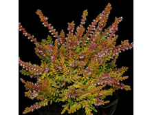 152���. ������ �������.jpg