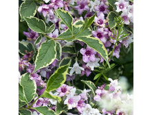 148���. ������� ���� ���������.jpg