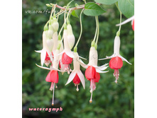 ������ Waternymph