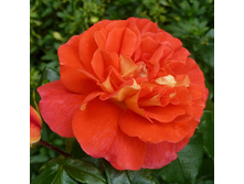Rosa floribunda Gebrüder Grimm.jpg