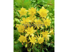 52,1���. ��������� ������ ����(�������� ���� �� 3 ��., ����������� ����� 1��.)���16.jpg