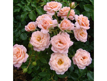 Rosa miniature Clementine.jpg