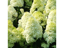 336���. ��������� ����������� �������� �1.5.jpg