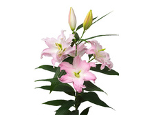 57,68���. ����� ROSELILY ������(�������� ���� �� 5 ��., ����������� ����� 1��.)���17.jpg