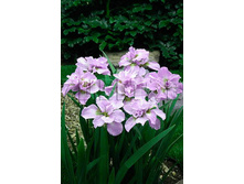Iris sibirica Kita-No-Seiza ���� ��������� ����-��-����� € 1,18 86,14���..jpg