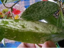 Hoya pubicalyx (splash)