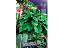 243,2���. ����� ������� ��(�������� ���� �� 1 ��., ����������� ����� 1��.).jpg