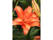 44,18���. ����� ��� �����(��� 5 ��. ���������� �� 2��.).jpg