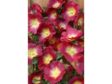 106,6���. ������ ���� ���(�������� ���� �� 2 ��., ����������� ����� 1��.).jpg