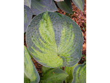 279,5���. ����� �������������(�������� ���� �� 1 ��., ����������� ����� 1��.)���17.jpg