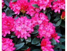 Rhododendron yakushimanum Sneezy ����������� ������������ ����� -22�C 5 ltr 20-25 € 16,37 1 228,05�..jpg