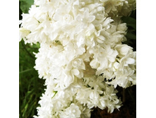 ������� ����� �������-310.jpg