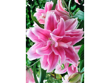 57,68���. ����� ROSELILY ��������(�������� ���� �� 5 ��., ����������� ����� 1��.).jpg