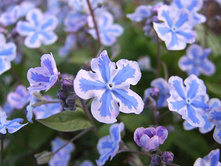 Omphalodes cappadocica Starry Eyes �������� �������������� ������ ��� € 1,41 102,93���..jpg