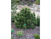 403,5���. ����� Pinus mugo Gnom (������ 1,5�)