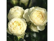 Rosa park Lemon Rokoko.jpg