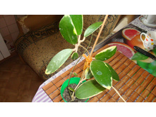 ���� Acuta var