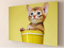 ��ԣ��� ����� 1-1.jpg