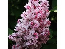 310���. ������ ������������ ��������� �����������.jpg