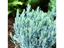 167���. ������ ������������ ��� �����.jpg