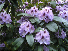 ����������� ��� �����-301