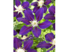 136,6���. �������� �� ��������(�������� ���� �� 2 ��., ����������� ����� 1��.).jpg