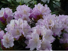 Rhododendron yakushimanum Hoppy ����������� ������������ ����� -23�C 5 ltr 20-25 € 16,37 1 228,05�..jpg