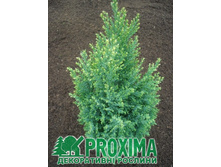 83,5���. ����������� Chamaecyparis lawsoniana Snow White_P9 20-25.jpg