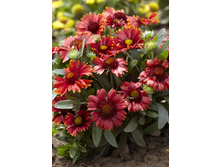 86,05���. ��������� ������� ��� ���(�������� ���� �� 2 ��., ����������� ����� 1��.).jpg