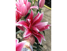 57,68���. ����� ROSELILY ������(�������� ���� �� 5 ��., ����������� ����� 1��.).jpg