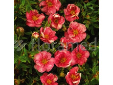 122���. �������� ������������� ������ ����.jpg