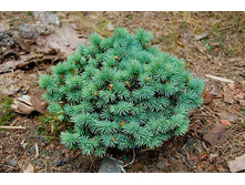 165,9���. ��� Picea pungens Sonia_P10.5.jpg